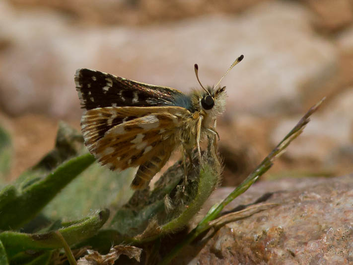 Red Underwing Skipper-1193.jpg